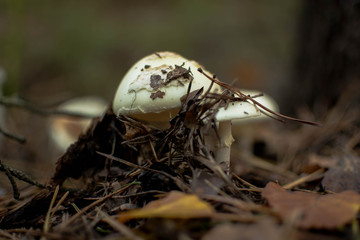 Muchomory sromotnikowe w ściółce © Mateu_K