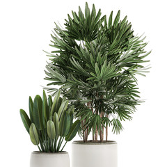 Fototapeta premium rhapis excelsa palm in a white pot isolated on white background