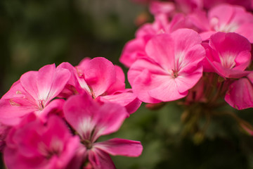 Różowe kwiaty © Mateu_K