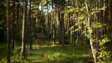 Paśnik dla zwierząt w lesie