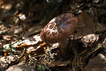 Grzyb na leśnej drodze  © Mateu_K