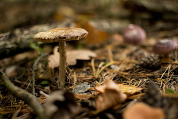 Pojedynczy muchomor na ściółce © Mateu_K