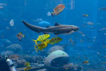 A variety of fishesin a huge aquarium in Hotel Atlantis on Hainan, Sanya, China.
