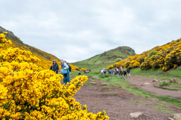 Close up of Ulex Europaeus know as Gorse with blurred people in the background, Holyrood Park, Edinburgh, Scotlant. Concept: Scottish landscapes, Scottish nature