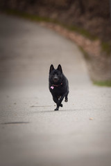 puppy of schipperke is running on road. She is so happy and crazy dog. She loves moving.