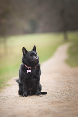 puppy of schipperke, who is sitting in meadow. She is so happy and crazy dog.