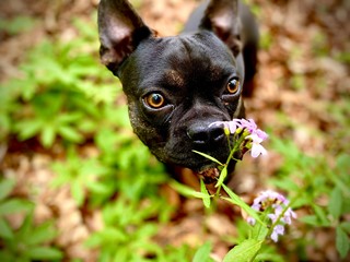 american staffordshire terrier