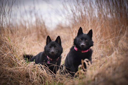 Young females of schipperke is sitting in dry reed. They are so patient models.