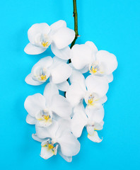 White orchid (Phalaenopsis) Orchidaceae isolated on blue background