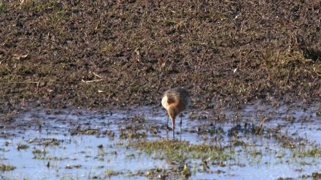 Uferschnepfe auf Nahrungssuche im Hauke Haien Koog Nordsee