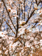 cherry blossom in spring