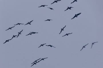 Flying birds in the storm, cape petrels in antarctic sea, Antarctica