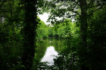 Fototapeta na wymiar mysterious pond in the wild nature