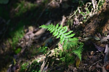The sun shines on the fern leaves.