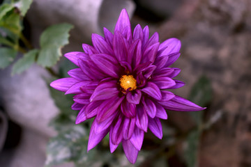 Obraz premium Purple flower