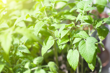 Many seedling of young cherry tomatoes on window sill. Growing tomatoes in the greenhouse. Soft sunlight from the window.