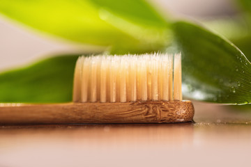 Bamboo plant and eco-friendly toothbrush