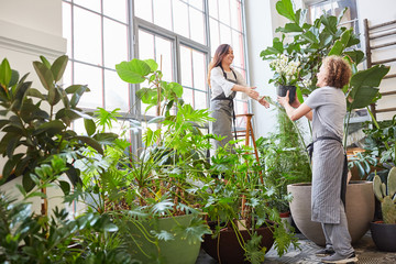 Floristen Team arbeitet zusammen im Gartencenter