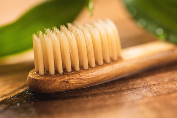 Bamboo plant and eco-friendly toothbrush