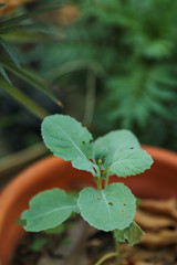 Kale vegetable in pot in the garden