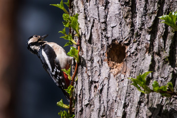 Selective focus photo. Great spotted woodpecker, Dendrocopos major on tree trunk. Spring season.