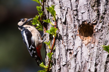 Selective focus photo. Great spotted woodpecker, Dendrocopos major on tree trunk. Spring season.