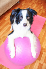 Stay Home Stay Safe. Funny dog border collie practicing yoga lesson with gym ball indoor. Puppy doing yoga asana pose on pink yoga mat at home. Calmness relax during quarantine. Working out at home.