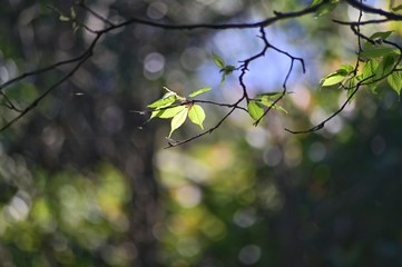 Close-Up of leaves against the sky.