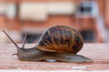 Land snail moving after a recent rain down an urban terrace in search of a neighboring garden in which to settle