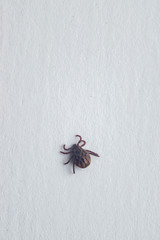 Close-up of big deer tick on white. Dangerous infectious parasite.Carrier of encephalitis and borreliosis infections.