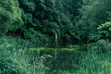 green forest lake