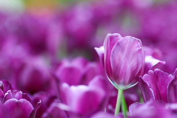 Beautiful tulip flowers with blured background in the garden. Purple tulip flowers. Selective focus.