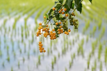 Golden Dew Drop (=Pigeon Berry, Sky Flower, Duranta Erecta) in front of rice field.