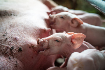 Group of newborn piglet in pig farm