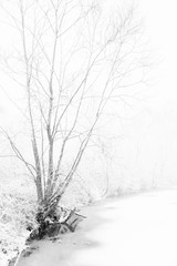 drzewa nad zamarzniętym stawem, śnieżyca b&w