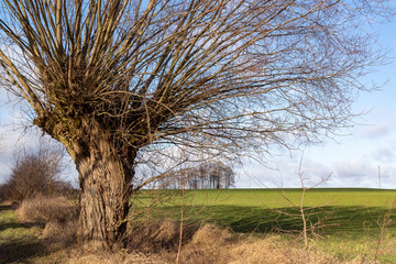 Narwiański Park Narodowy. Rzeka Narew. Szosa Kruszewska, Waniewo, Kurowo, Podlasie, Polska © podlaski49