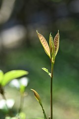 The sun shines on the newly growing shoots.