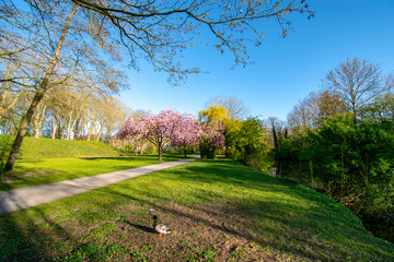 Blühender Kirschbaum in Emden