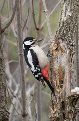 Wonderful portrait of Great spotted woodpecker female (Dendrocopos major)