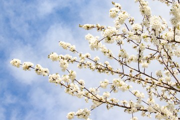 white flowers on blue sky