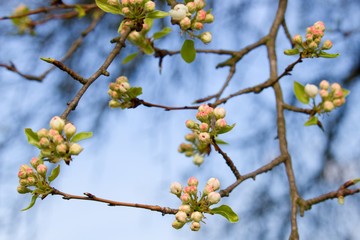 blooming cherry tree