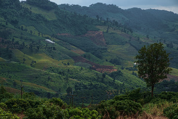 Fototapeta premium Hill tribe corn plantations and forests during the rainy season in northern Thailand