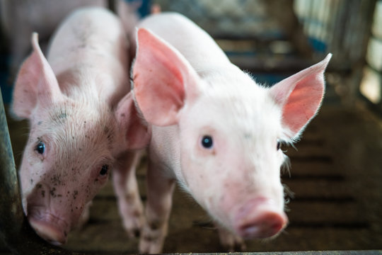 Group of newborn piglet in pig farm