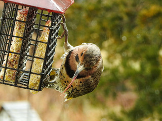 Bird on a feeder