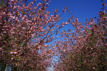 Rosa Kirschblüten, blauer Himmel, Sonnenlicht