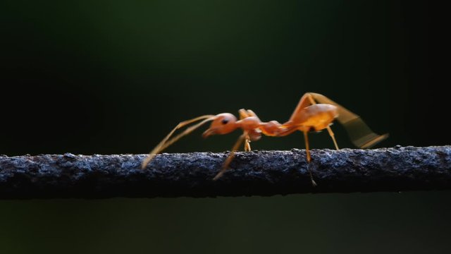 Close up one ant walking on wire against dark green background.