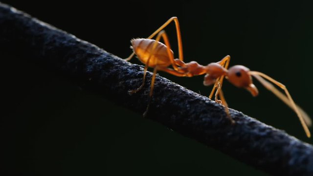 Close up one ant walking on iron wire against dark background.