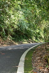 Sun shining on the forest trail.