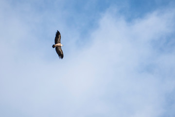 Buitre volando en Grazalema