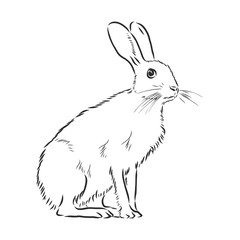 hare, doodle style sketch illustration hand drawn vector, hare vector sketch illustration © Elala 9161